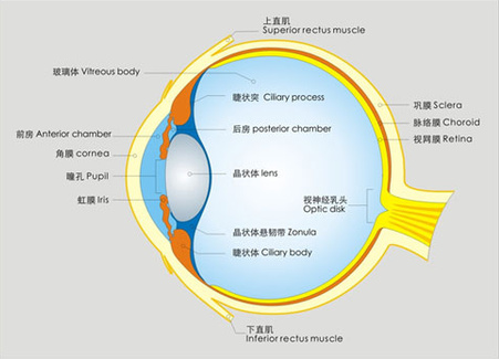 告訴你個(gè)“小秘密”：為什么眼睛不怕冷？